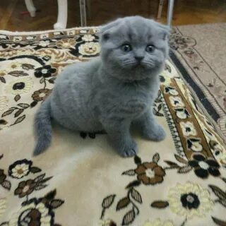 Авито коты британцы