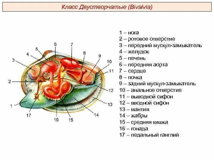 Контрольная работа по теме тип моллюски