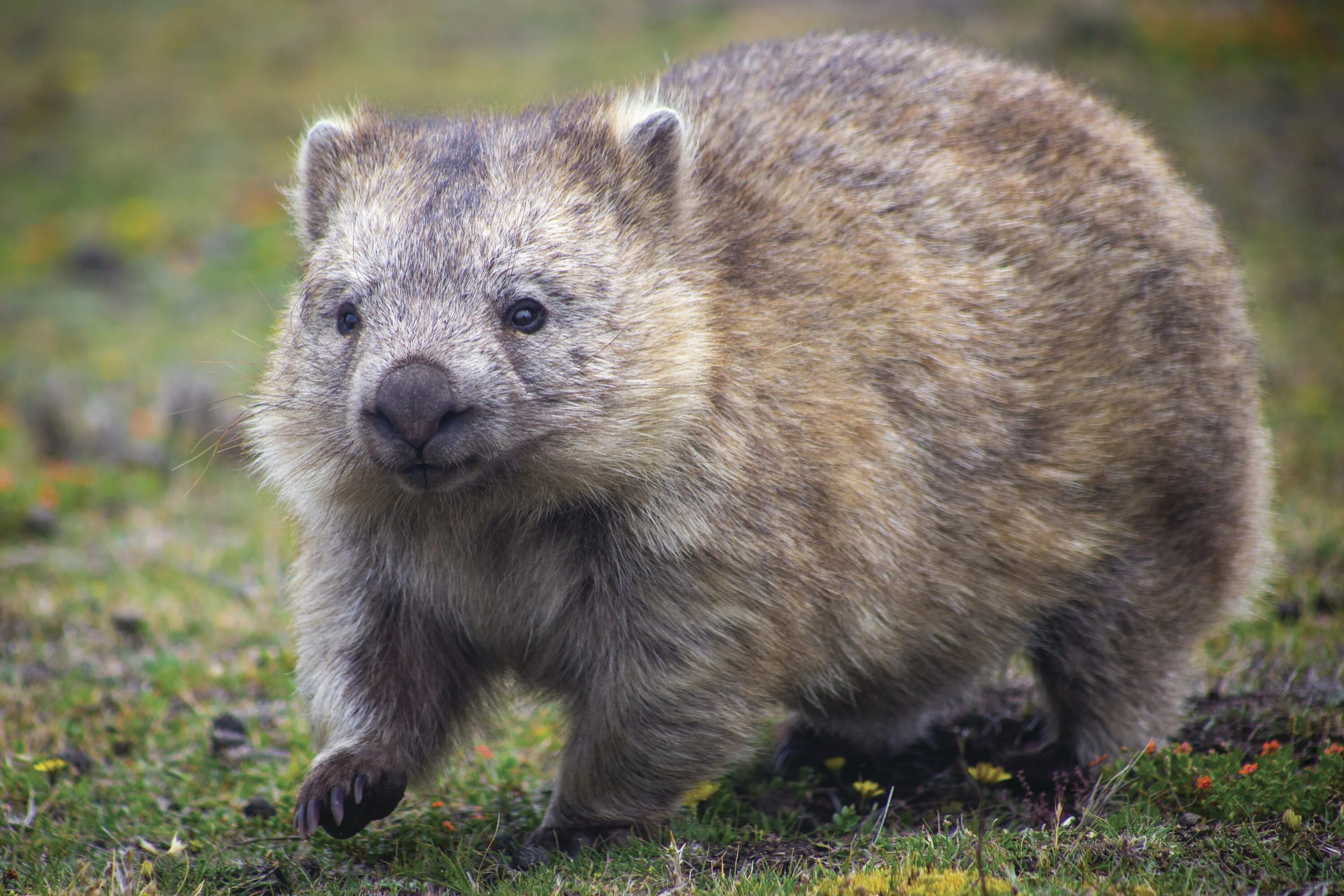 Wombat перевод. Австралийский вомбат. Вомбат Тасмания. Грызун вомбат. Короткошёрстный вомбат.