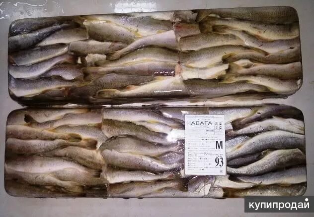 треска в магазине. рыбный рынок в судаке. треска в магазине. треска потрошеная без головы. треска на прилавке.