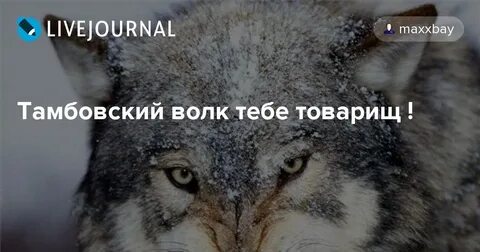 Какой волк товарищ
