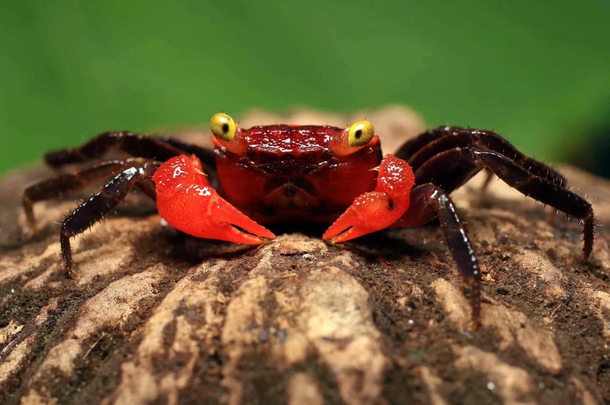 Краб Red Devil. Аквариумный краб красный дьявол. Краб-вампир (Geosesarma Dennerle). Краб красный Рубин Geosesarma "Red Ruby". Краб дьявол