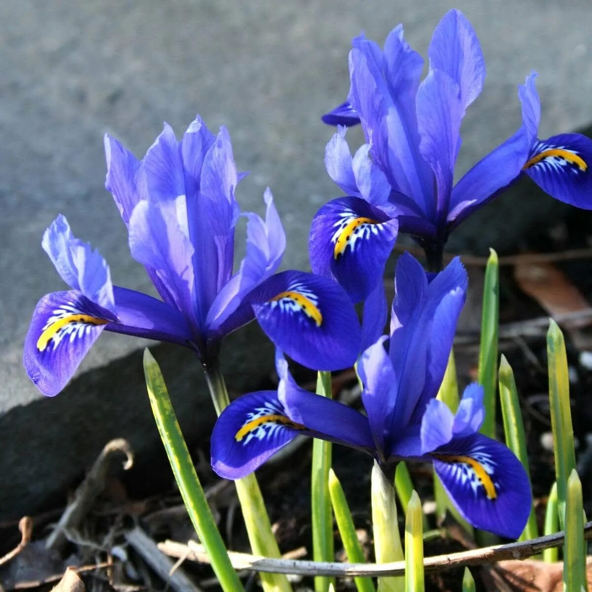 Иридодиктиум фото. Ирис сетчатый Фабиола. Ирис сетчатый ретикулата. Ирис (Iris reticulata) 'Harmony'.. Иридодиктиум Ирис сетчатый.