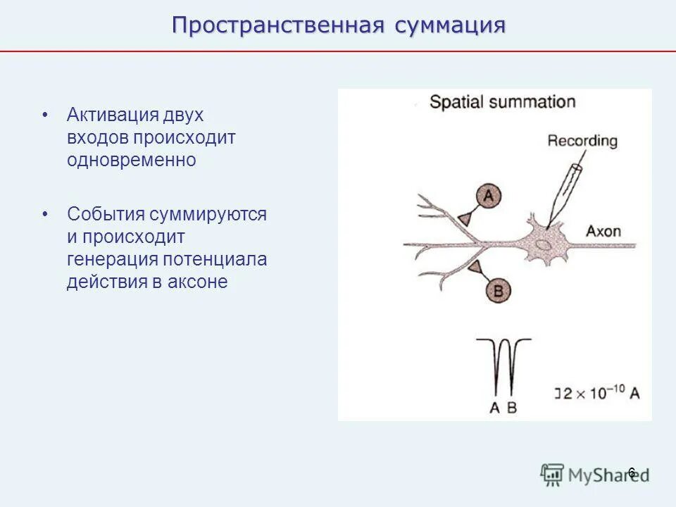 Часы работы аксона сегодня. Строение нейрона нейроплазма. Часы работы аксона сегодня. Аксон выборг. Кафе аксон вологда.
