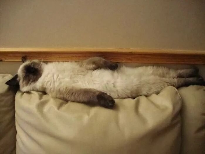 Почему кот ложится на спину. Кот спит. котэ спит. кот смешно спит. коты которые спят на спине.