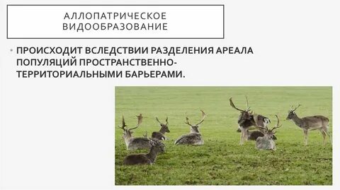 Является ли высокая плодовитость фактором видообразования