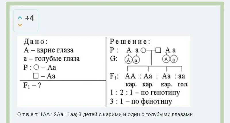 Как найти фенотип и генотип. Как определить генотип потомства. Как определить генотип и фенотип в задачах. Как опредеоитьгенотипы.