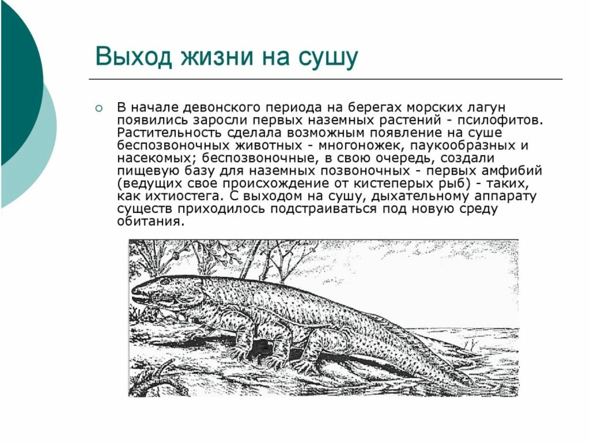 Появились 1 живые существа. Выход организмов на сушу. Первые существа вышедшие на сушу. Кто первый вышел на сушу. Период выхода животных на сушу.