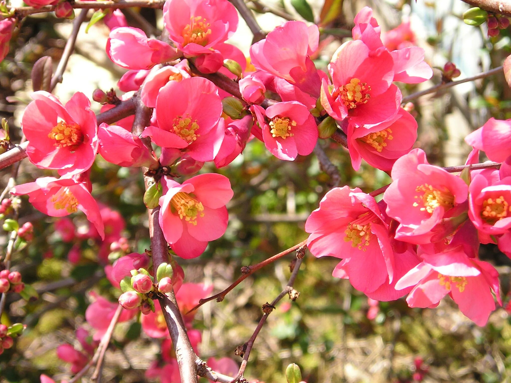 Айва японская сорта. Айва (хеномелес) японская. Айва японская Chaenomeles japonica. Хеномелес Пинк леди. Айва (хеномелес) Пинк леди.