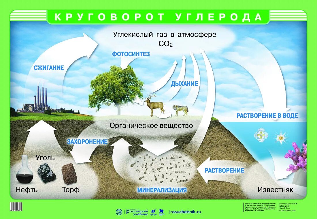 Этап круговорота углерода в биосфере. Инфографика круговорот углерода в природе. Круговорот углекислого газа в природе. Круговорот углерода в природе картинки. Круговорот азота и углерода биология.