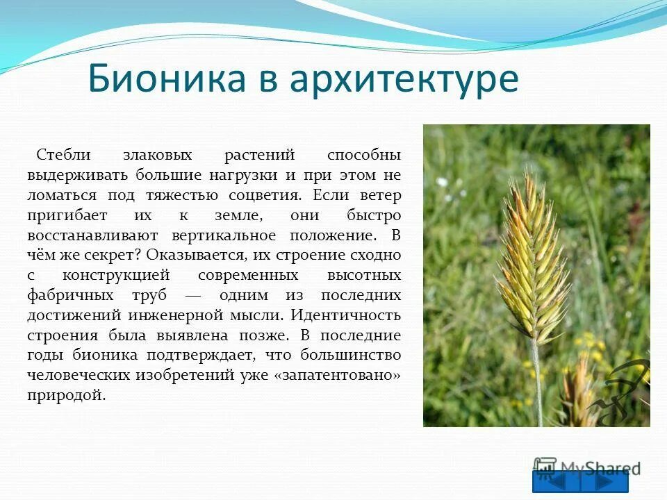 строение стебля злаковых растений. строение стебля семейства злаковых. строение стебля злаковых. характеристика семейства злаковые. описание класса однодольные семейства злаковые.