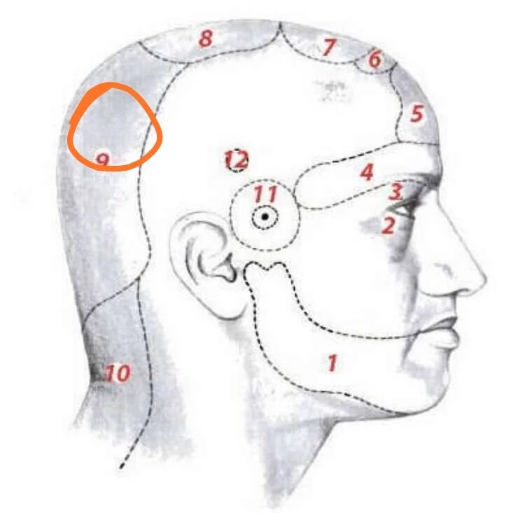 Темя головы. Области головы. Точки по височной части головы. Область теменной части головы. Легкая голова почему