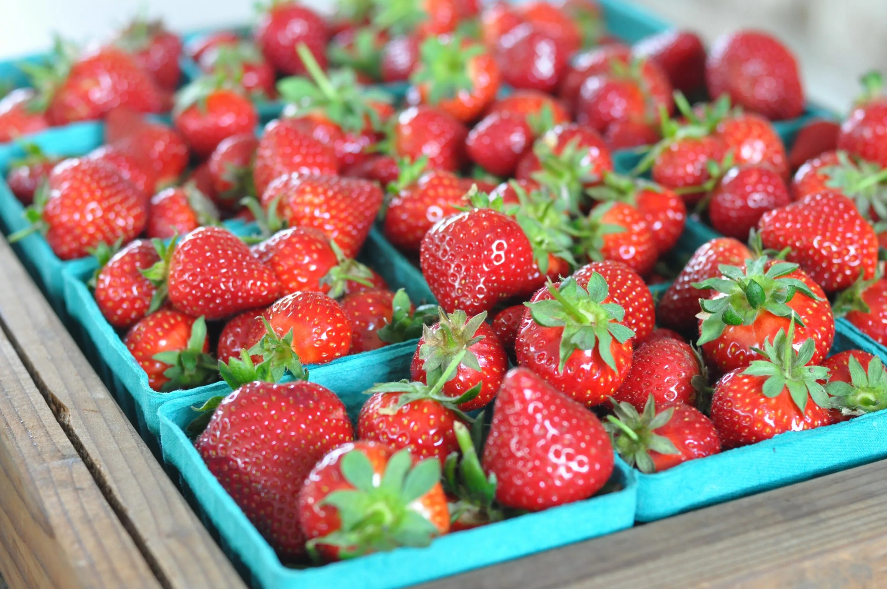 Strawberry spring. Qulpunay. кулпиной расими. strawberry farm. кулпиной шутук фото.