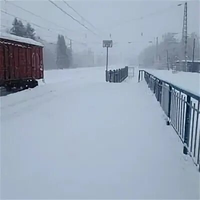 Арсаки лосиноостровская
