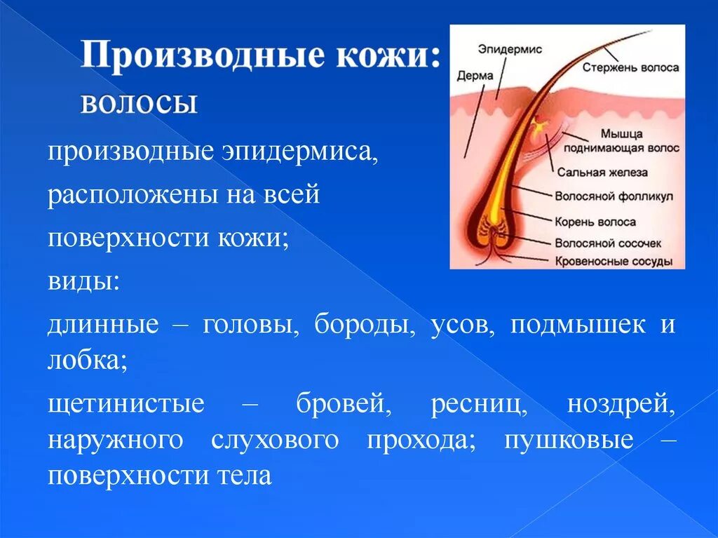 Строение и функции производных кожи. Производные кожи человека биология 8 класс. Строение кожи производные эпидермиса. Производные кожи строение и функции. Производные кожи волосы.