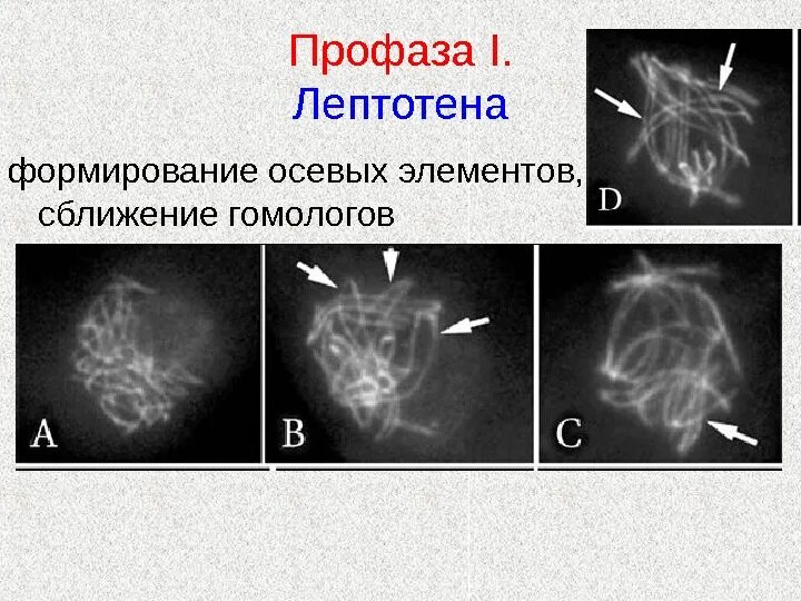 Лептотена. Профаза 1 лептотена. Мейоз лептотена зиготена пахитена диплотена диакинез таблица. Лептотена пахитена диплотена диакинез. Профаза лептотена.