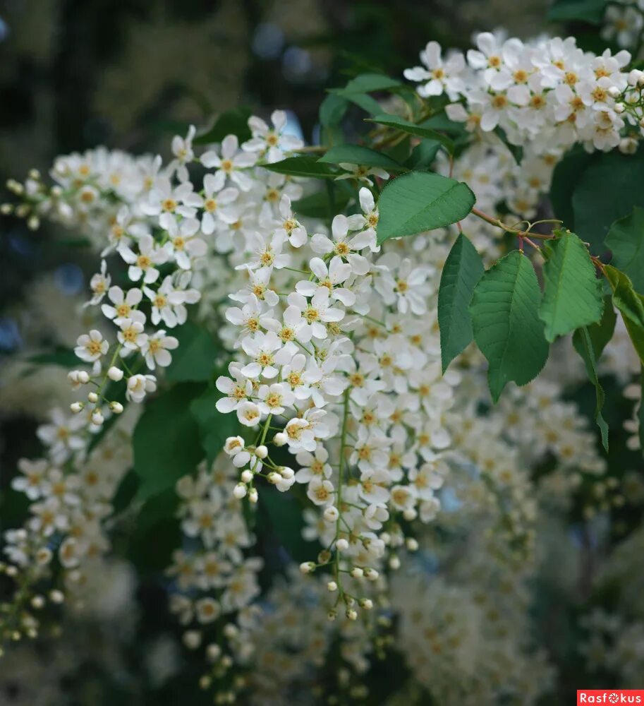 у моего окна черемуха цветет рахманинов. черёмуха пенсильванская. солнечный день черемуха и девушка. расцвела черемуха на мою беду слушать. виктор черемуха.