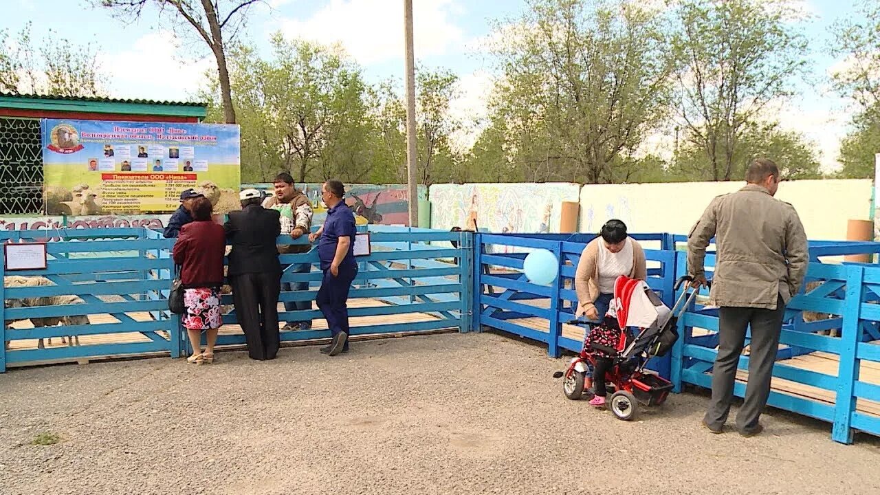 Погода золотари палласовский район. Село ромашки Волгоградская область Палласовский район. Племзавод Ромашковский Палласовского района. Поселок ромашки Палласовский район.