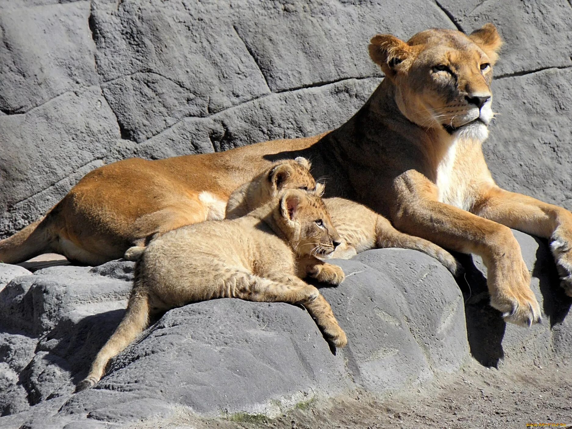 Мир животных львы. Лев в парке Серенгети. Домашние львы. Мини Лев.