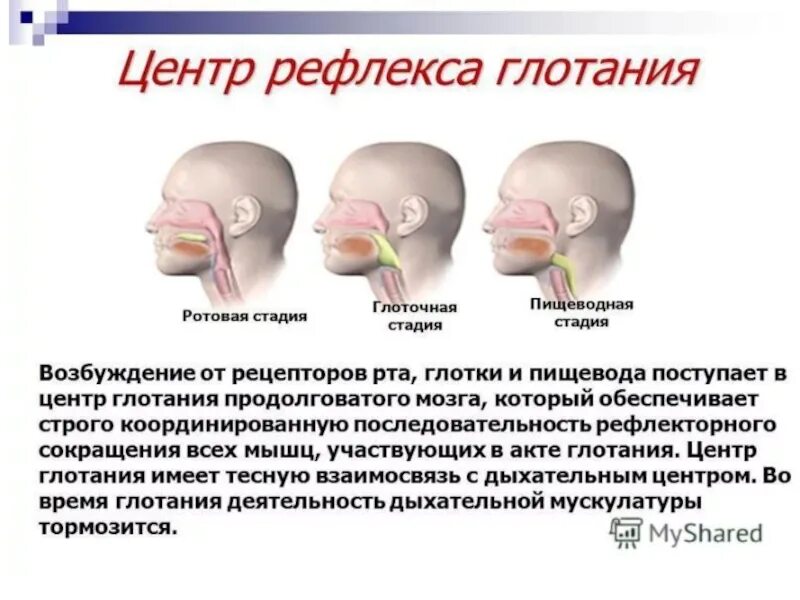 Рефлекс можно ли. Регуляция акта глотания. Координация рефлексов жевания и глотания. Механизмы регуляции акта глотания. Регуляция акта глотания физиология.