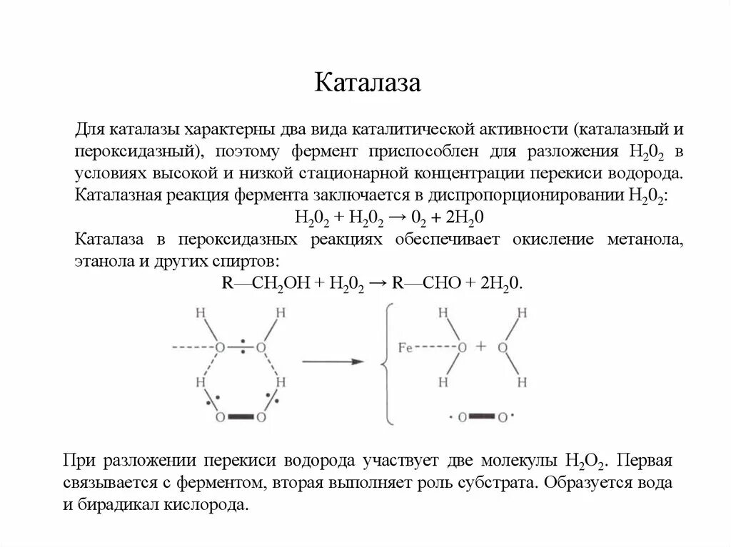 Строение каталазы биохимия. Каталаза фермент строение. Каталаза строение и функции. Химическое строение каталазы. Реакции с участием пероксида водорода