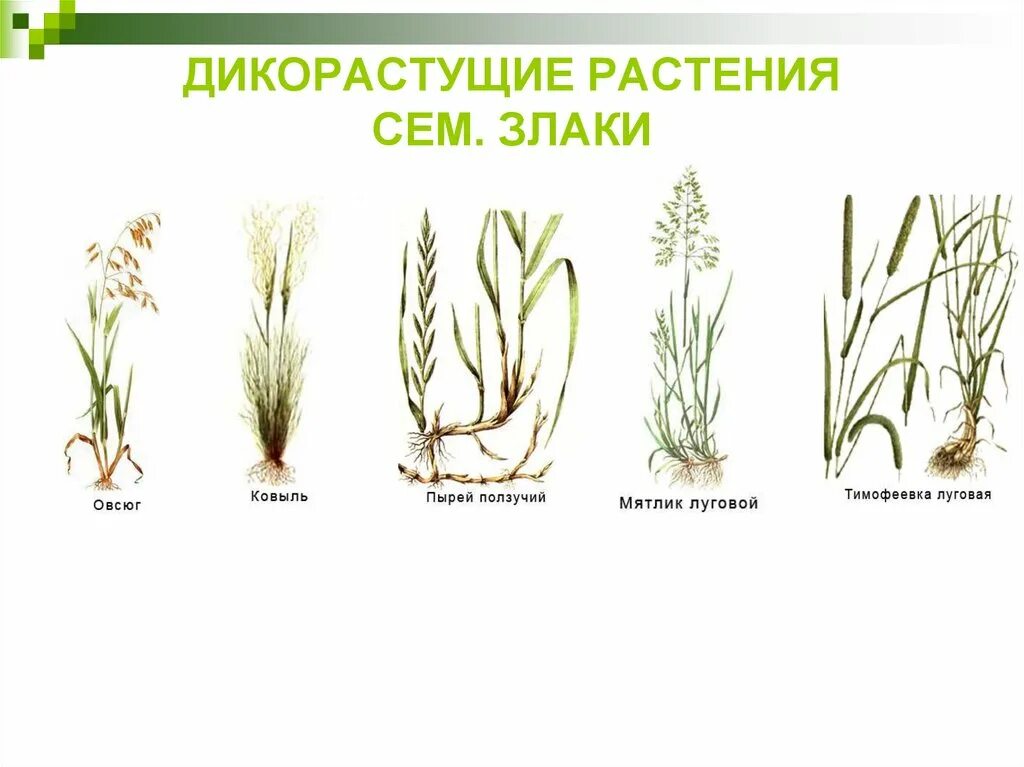 Какие дикорастущие растения семейства злаков вы знаете. Семейство мятликовые дикорастущие растения. Злаки мятликовые представители. Какие дикорастущие растения семейства злаков вы знаете. Мятлик луговой злаки.