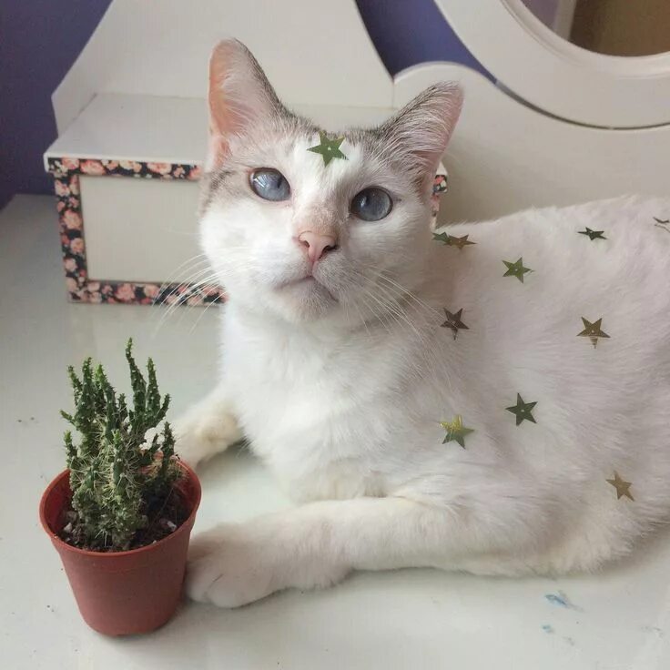 Котята эстетика. Котята эстетика. Котики эстетика. Кошачья эстетика. Кот эстетика на аву.