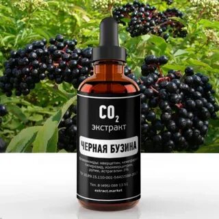 Экстракт бузины