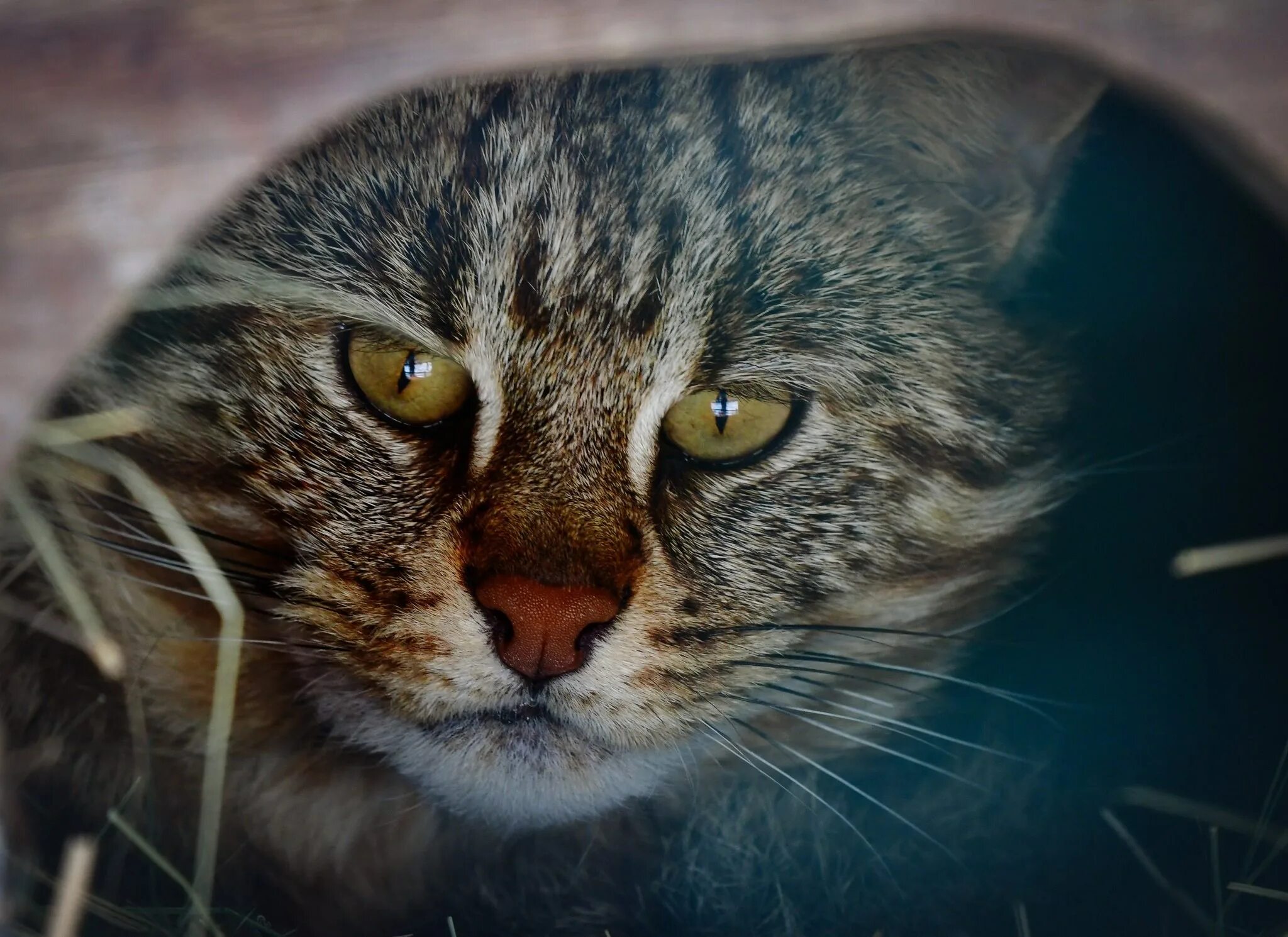 Кошки маленькие. Кот б п. Коты смайл декор. Кот б п. Кот б п.