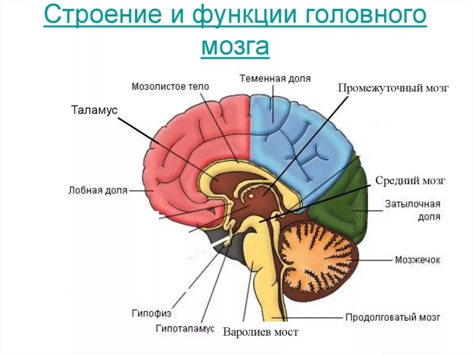 Большое полушарие мозолистое тело мост гипоталамус. Головной мозг человека строение и функции отделов мозга. Отделы головного мозга расположение строение функции. Строение и функции центрального отдела головного мозга. Структура головного мозга схема.