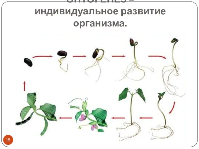 Индивидуальное развитие живого организма. Индивидуальное развитие. Развитие организма. Размножение онтогенез. Индивидуальное развитие онтогенез.