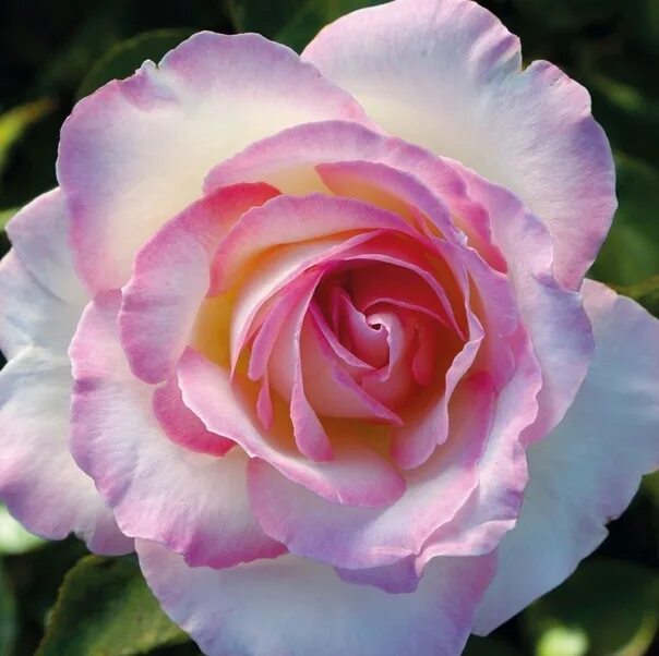 Роза чайно-гибридная Принцесса Монако (Rose hybrid tea Princesse de Monaco) - Са