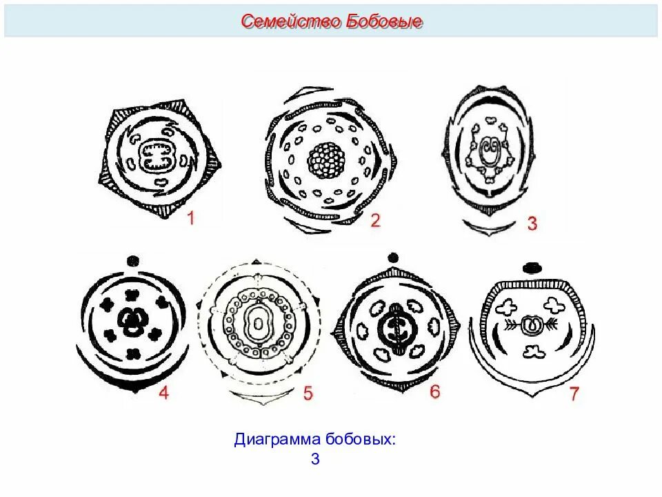 Диаграмма двудольных. Семейство сложноцветные диаграмма цветка. семейство астровые диаграмма цветка. семейство пасленовые диаграмма цветка. диаграмма цветка сложноцветных.