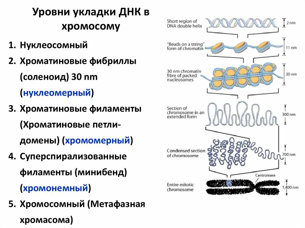 Фрагментация днк методы. Уровни упаковки ДНК В составе хроматина биохимия. Уровни укладки ДНК В составе хроматина. Уровни упаковки ДНК В хромосоме эукариот. Уровни компактизации ДНК эукариот.