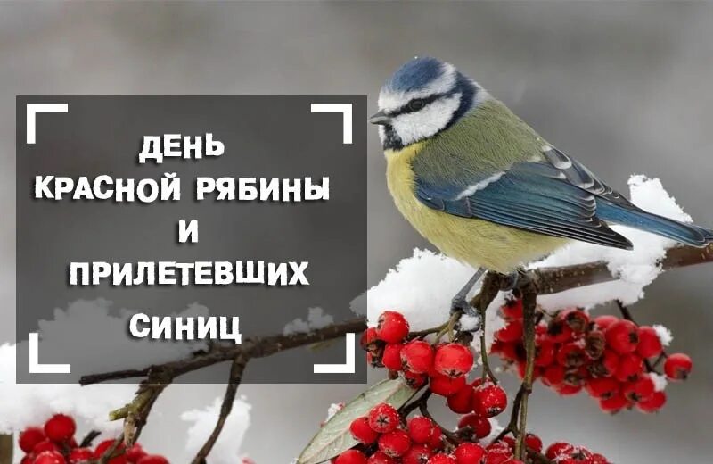 День красной рябины и прилетевших синиц. День красной рябины и прилетевших синиц 31 октября. Красной рябины и прилетевших синиц. Синица на рябине.