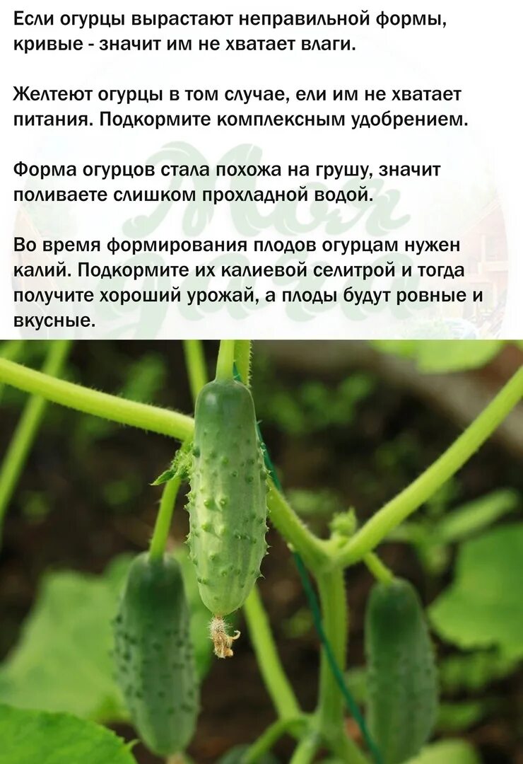 Фото огурцов чего не хватает. Огурцы неправильной формы. форма огурца чего не хватает. что не хватает огурцам. чего не хватает огурцам по форме.
