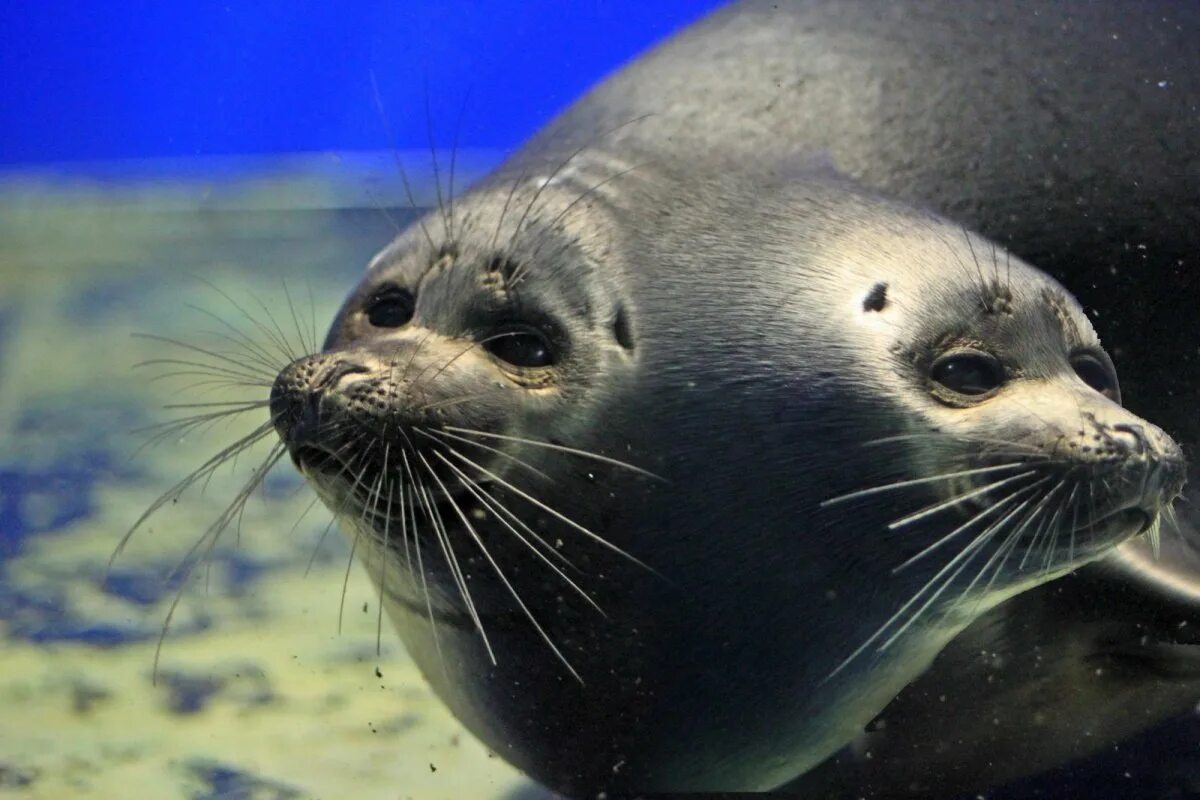 тюлень нерпа байкал. тюлень нерпа байкал. где обитает байкальская нерпа. байкальский тюлень нерпа. байкальский тюлень нерпа.