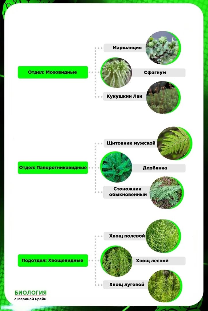 Новые программы по биологии 2023 2024. Биология с Мариной Брейн ЕГЭ. Царство растений ЕГЭ биология. Систематика ЕГЭ биология. Ботаника ЕГЭ биология теория.