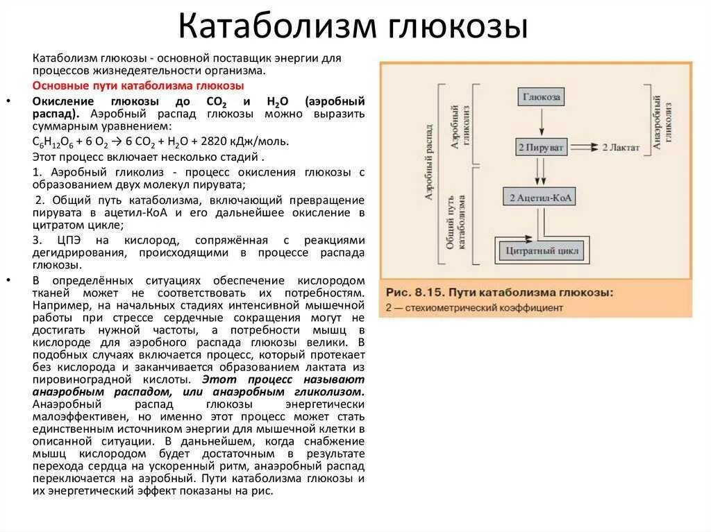 Прямой и непрямой путь катаболизма Глюкозы. Общая схема катаболизма Глюкозы. Аэробный катаболизм Глюкозы до со2 и н2о. Катаболизм Глюкозы схема. Этап катаболизма глюкозы