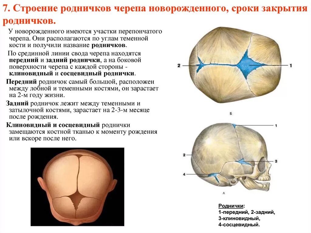 Значение родничков в черепе