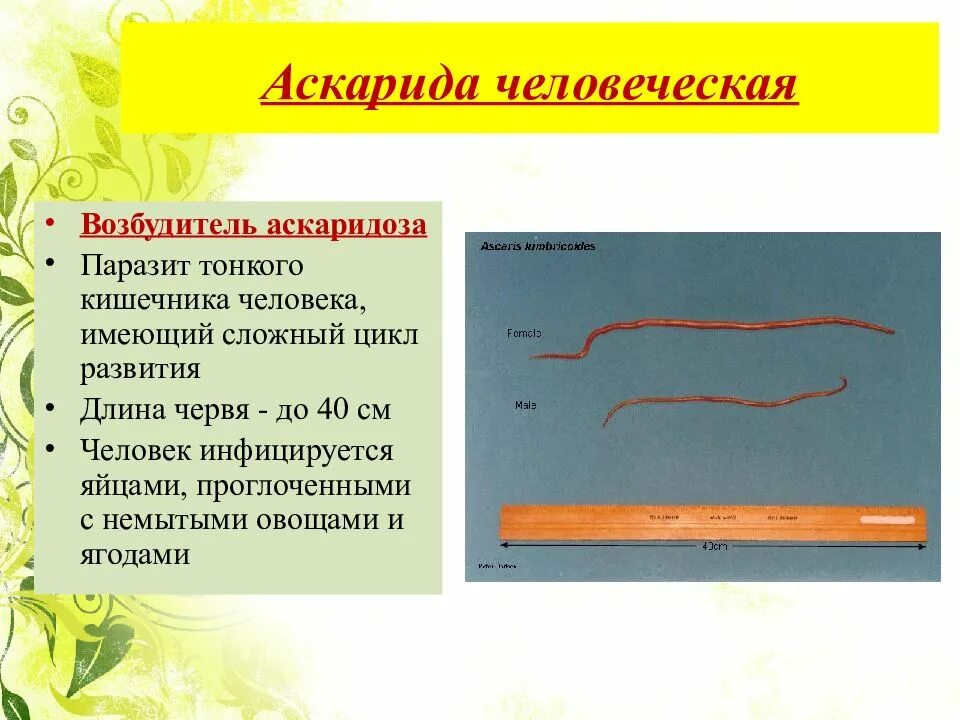 Человеческой аскаридой и человеком. Биология 7 класс Тип круглые черви аскариды. Тип круглые черви строение аскариды. Человеческая аскарида Тип.