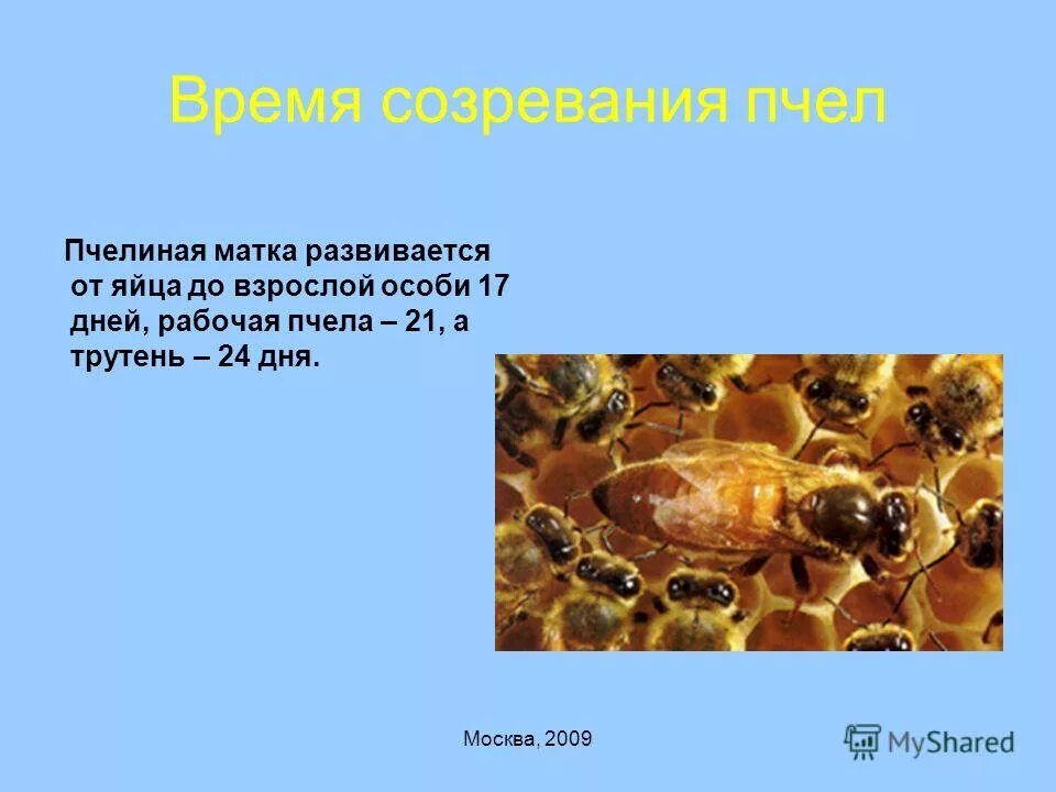 Стадии пчелы. Период созревания матки пчелы. пчелиная матка маточник этапы развития. этапы жизни пчелы. стадии развития рабочей пчелы.