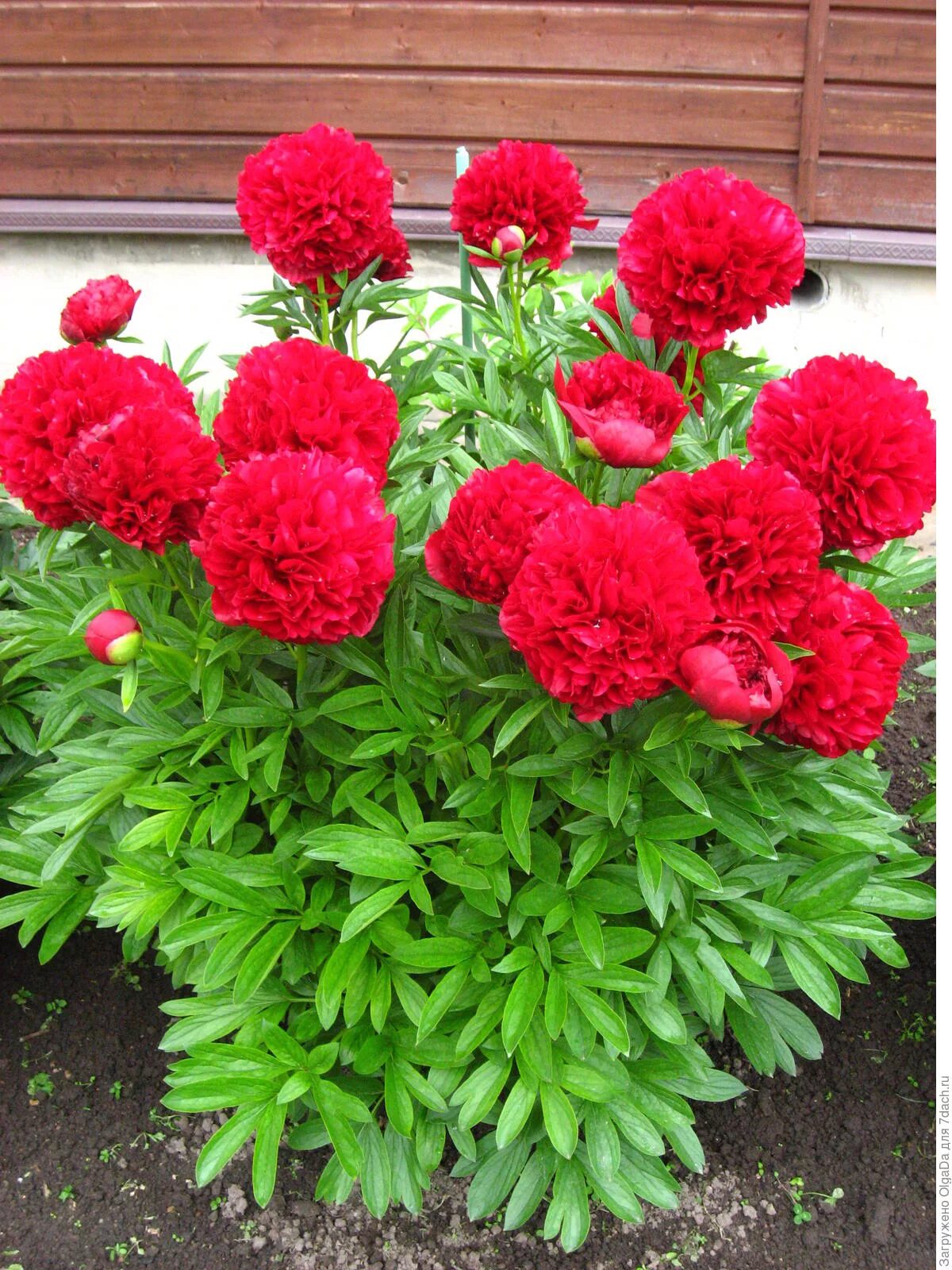 пион травянистый ред. пион альберт краусс. пион травянистый мадам годишо. пион ред чарм. пион ред грейс.