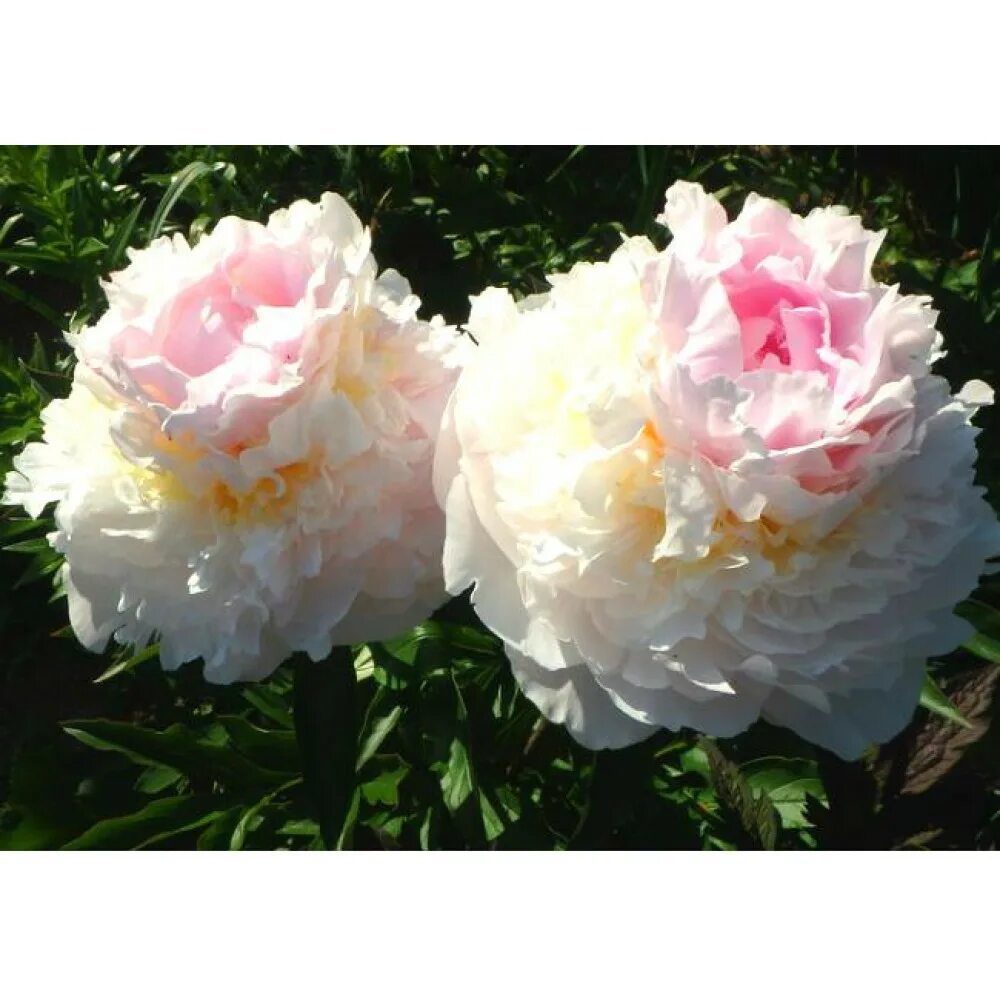 Пион квин. Blush queen пион. пион молочноцветковый блаш квин. victorian blush пион. пион бланш квин.