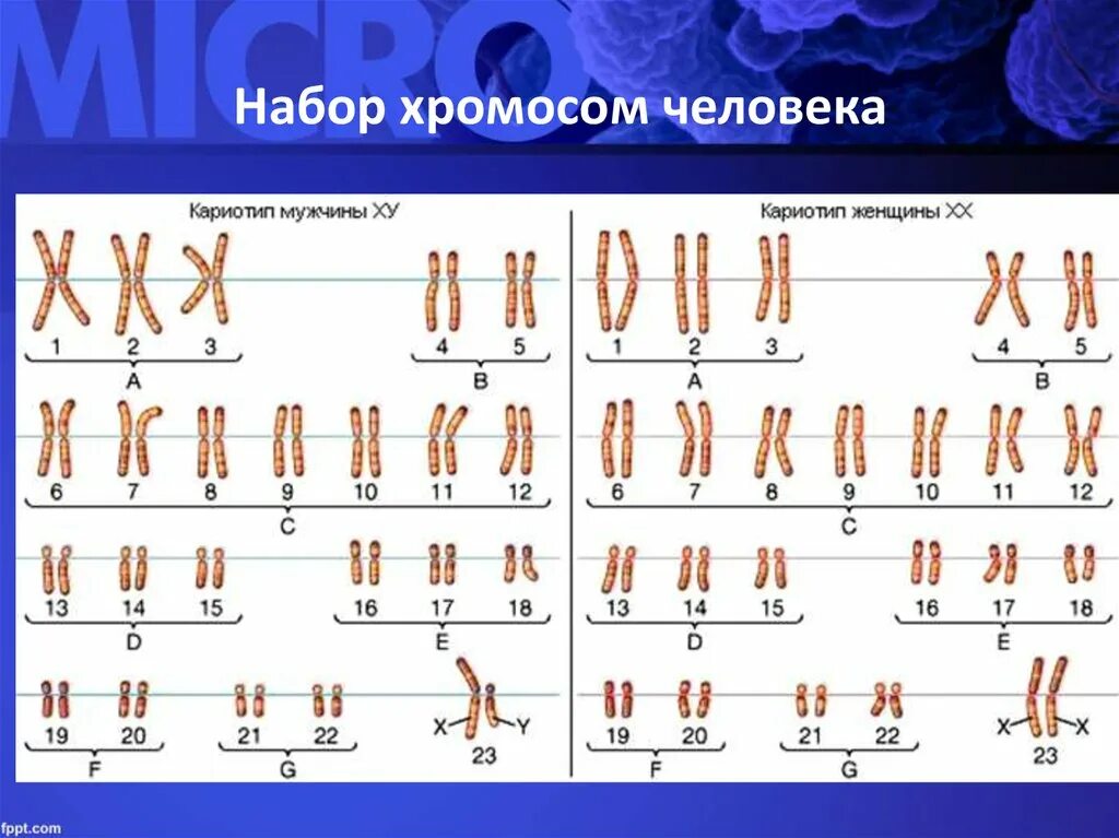 Сколько генов у мужчин