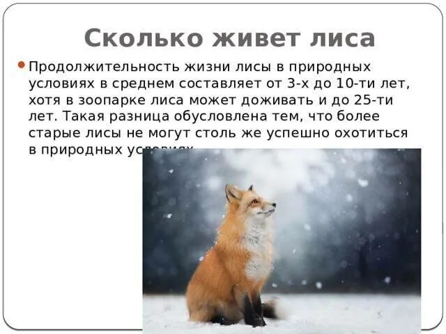 Лисов сколько лет