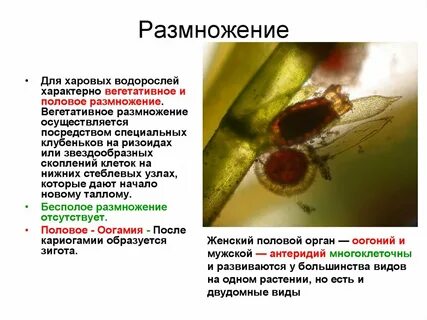 Для водорослей характерно