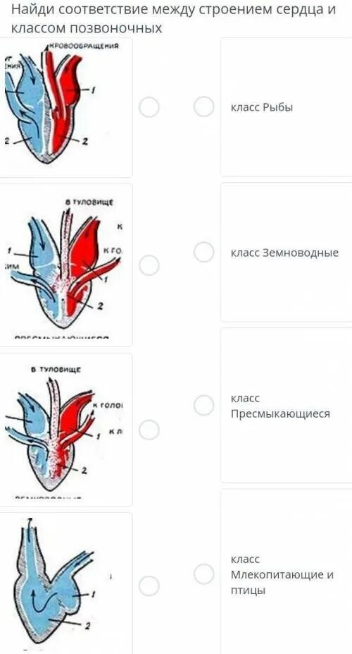 Легкие классов позвоночных. Эволюция строения сердца хордовых животных. Строение сердец разных классов. Строение сердца позвоночных. Строение сердца представителей класса позвоночных.