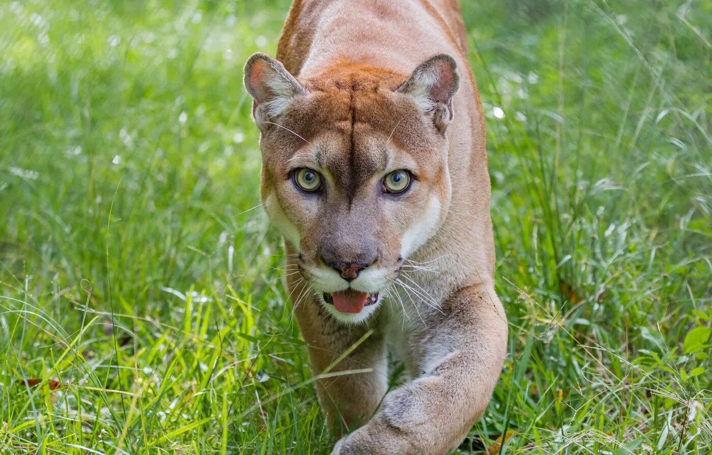 Флоридская Пума. Пума (Puma concolor):. Флоридская пантера. Флоридская Пума пантера.