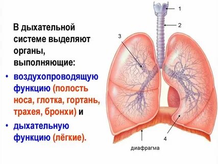 Какую роль выполняет легкие